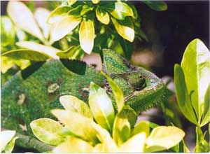 Lightsun's daily sayings - Page 6 Chameleon