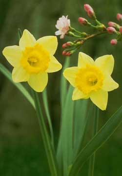 Daffodils+poem